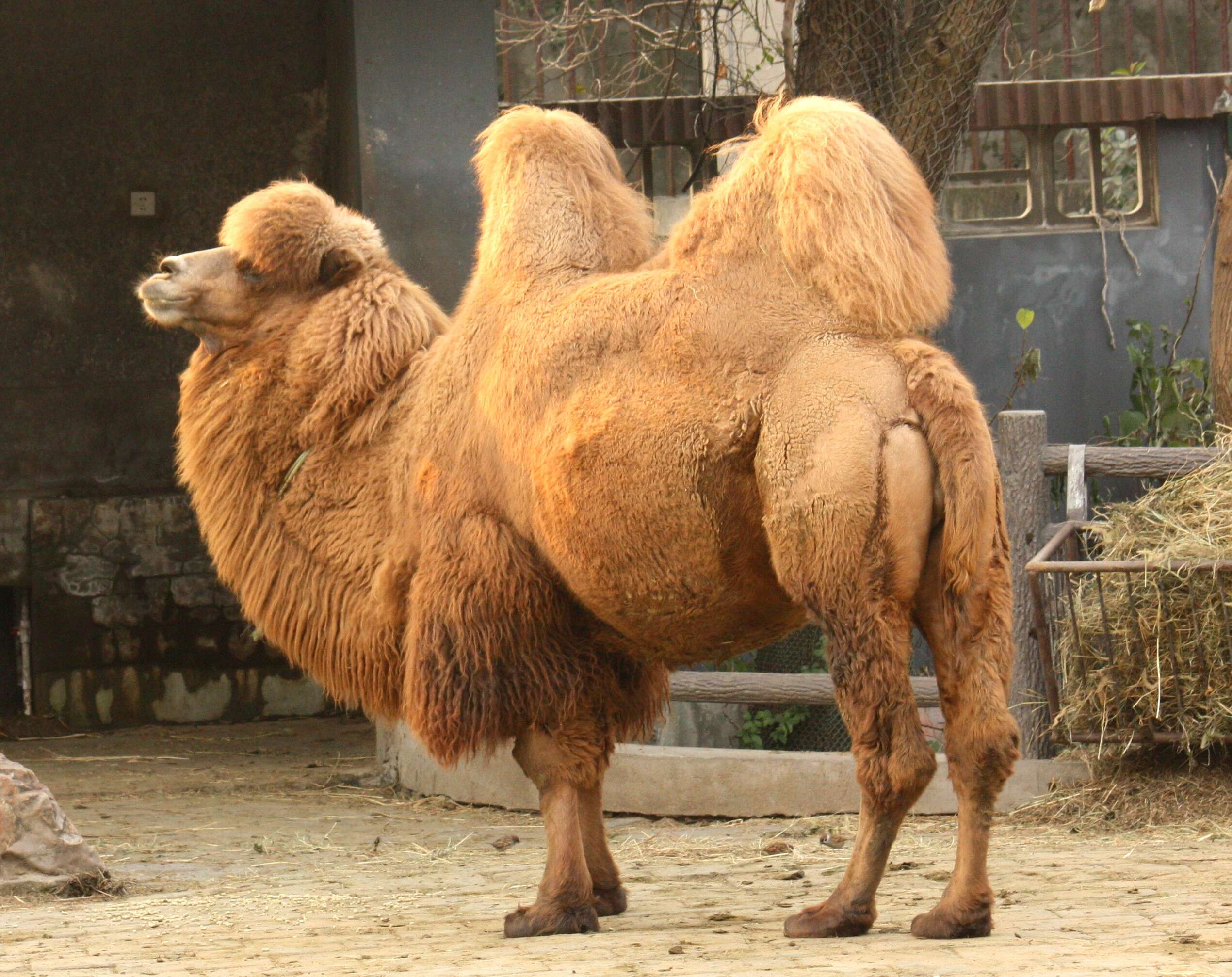 Image of Bactrian camel