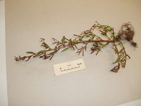 Image de Ludwigia hyssopifolia (G. Don) Exell