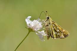 Image of Common Branded Skipper