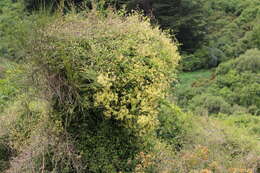 Image of Clematis foetida Raoul