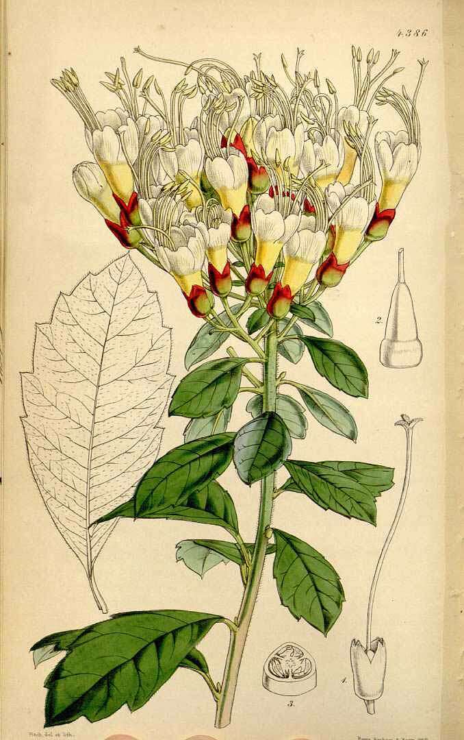 Image of Cantua pyrifolia Juss.