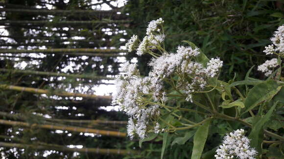 Image of lateflowering thoroughwort