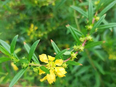 Plancia ëd Heimia salicifolia (Kunth) Link