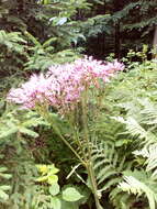 Image of hemp agrimony