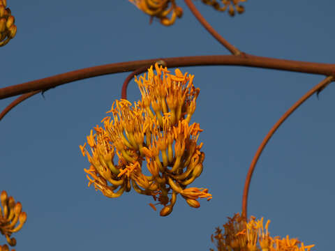 Agave gypsophila Gentry resmi