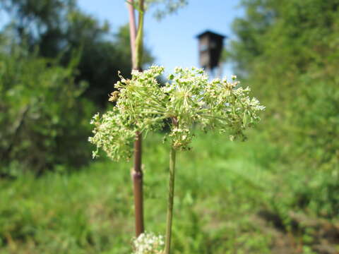 Image of wild angelica