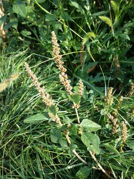 Image of largefruit amaranth