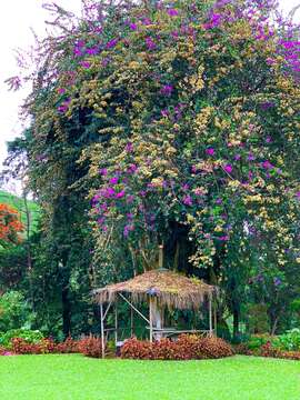 Слика од Bougainvillea