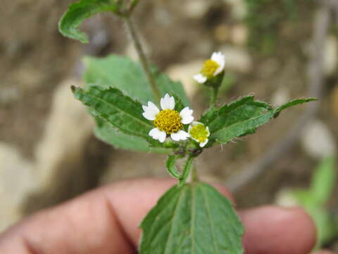 Image of Smooth peruvian daisy