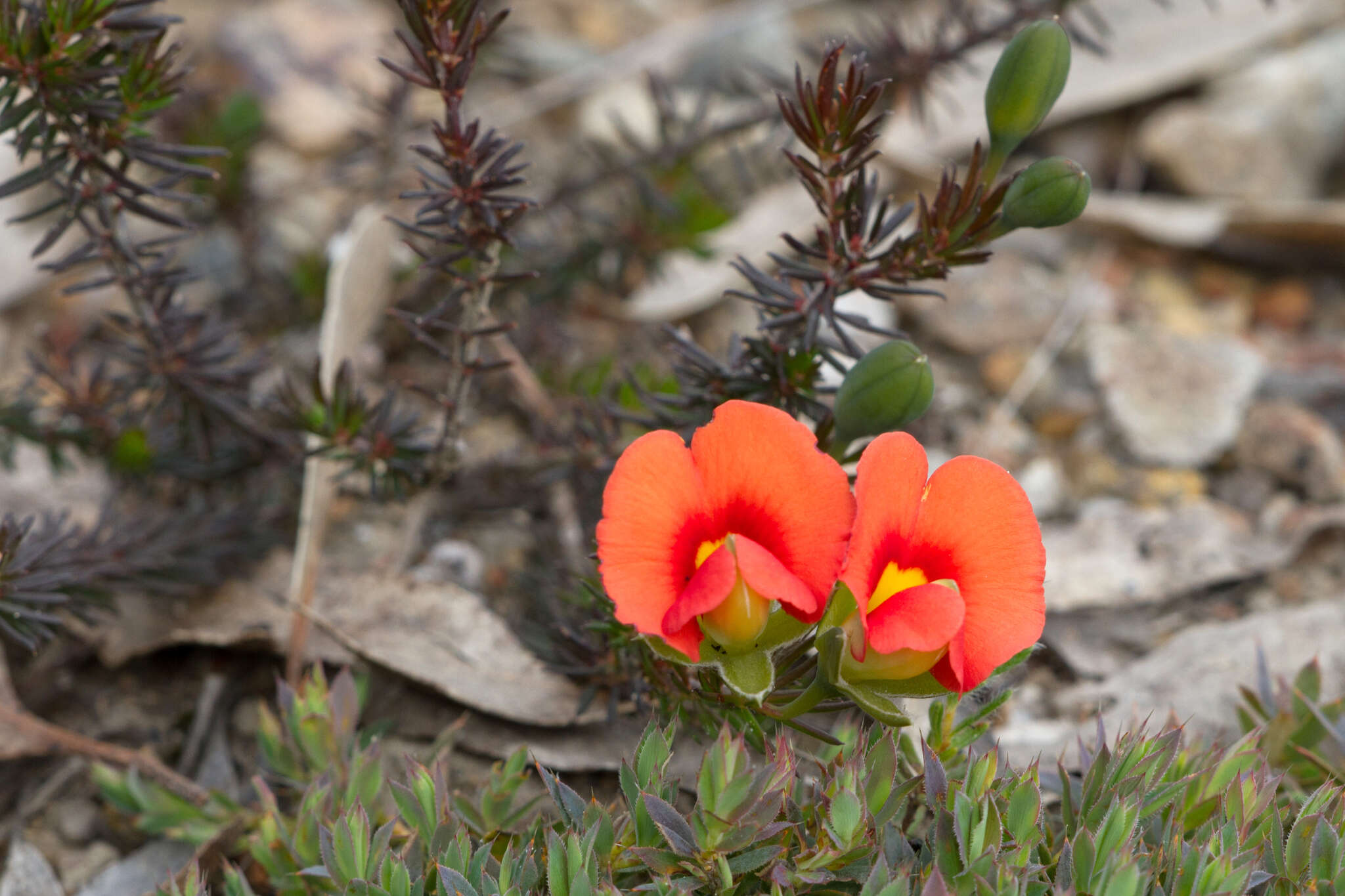 Image of Dwarf Wedge-pea