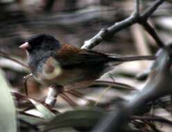 Image of juncos