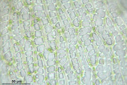 Image of water sphagnum