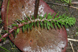 Imagem de Myriophyllum heterophyllum Michx.