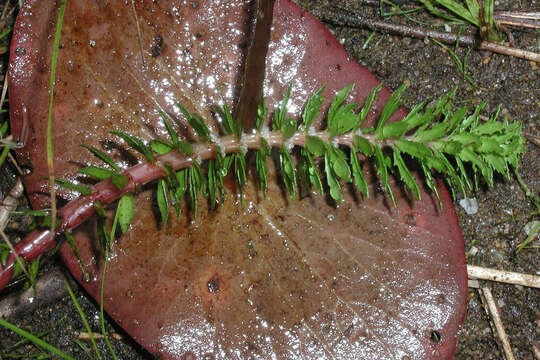 Imagem de Myriophyllum heterophyllum Michx.