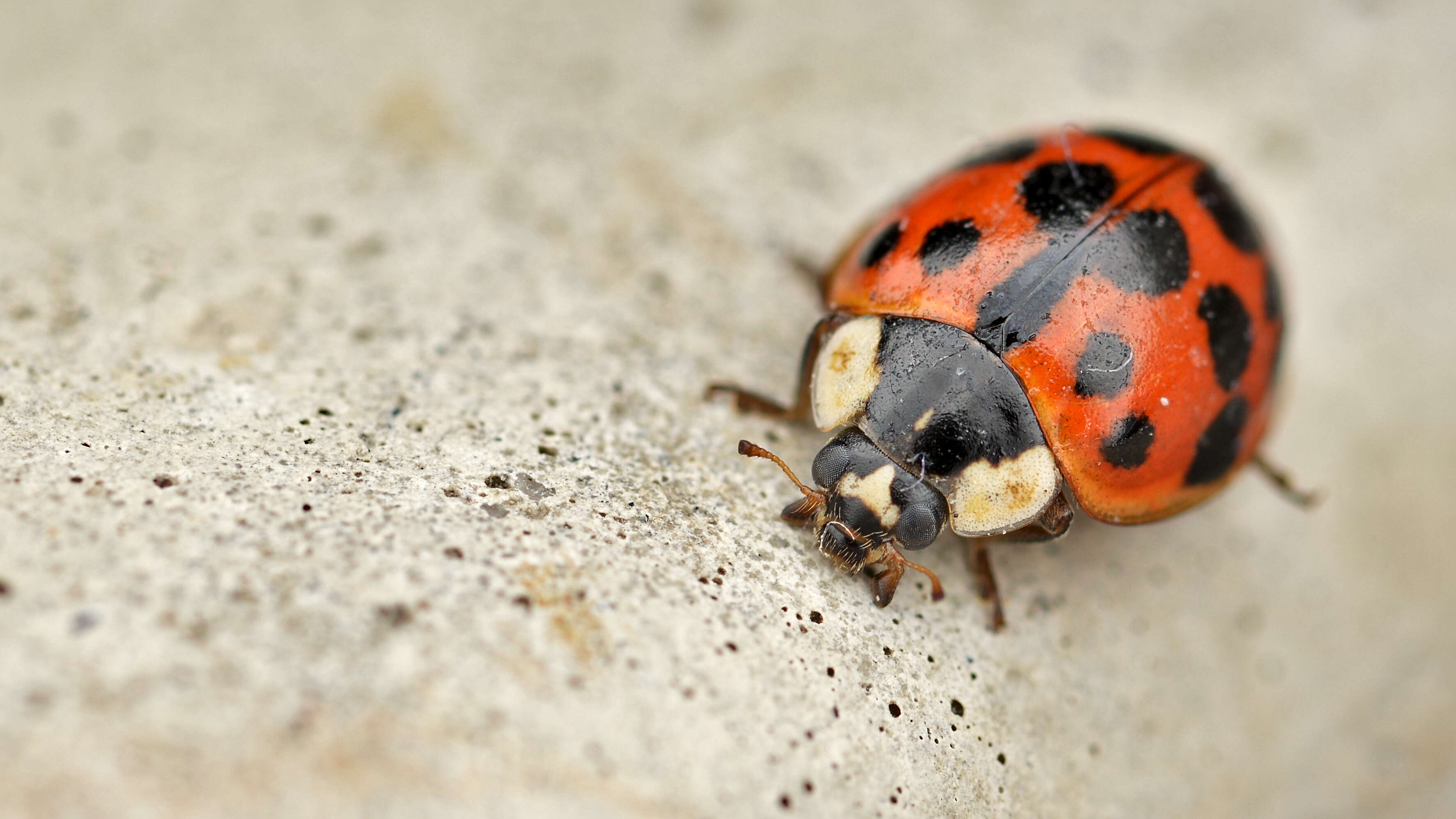 Image of Harmonia axyridis (Pallas 1773)