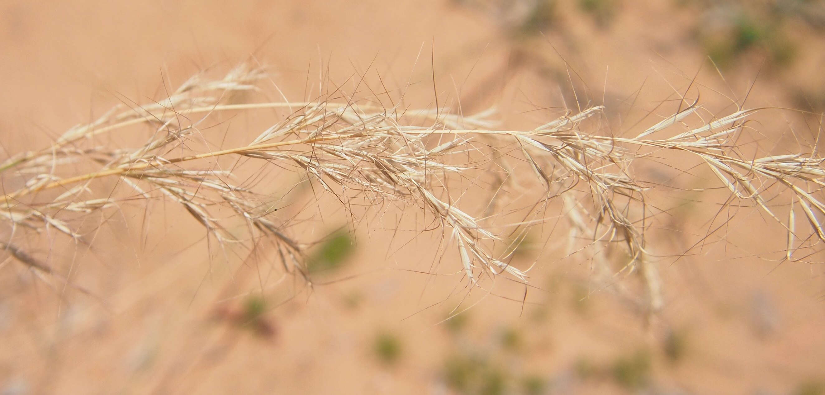 Image of Aristida benthamii Henrard