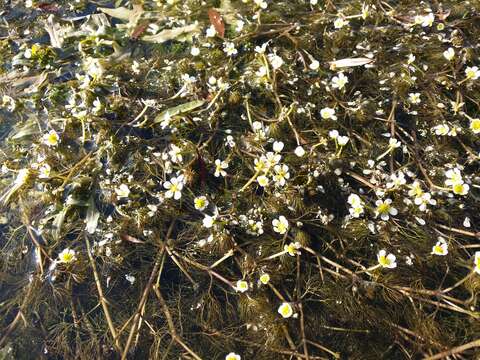 Image of Ranunculus rionii Lagger