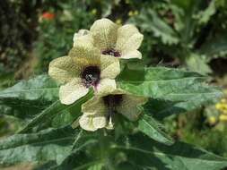 Image of black henbane