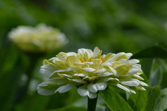 Image of ELEGANT ZINNIA