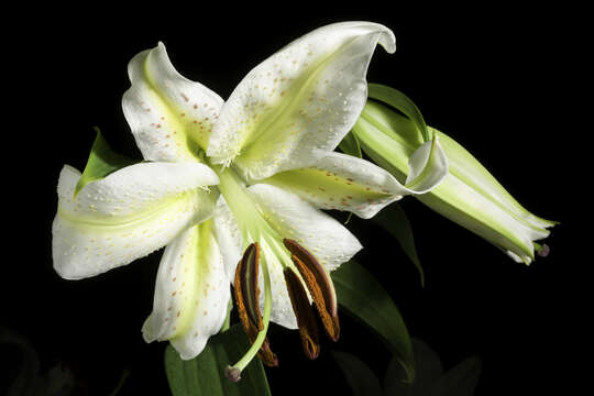 Image de Lilium auratum Lindl.