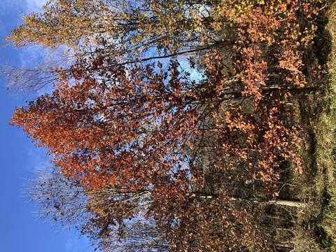 Image of Basket Oak