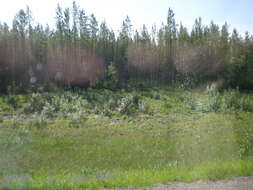 Image of Bison bison athabascae