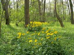 Imagem de Doronicum orientale Hoffm.