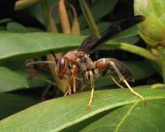 Image of Polistes metricus Say 1831