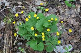 Image de Ranunculus cassubicus L.