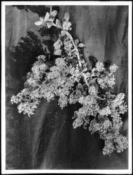 Image of hairy ceanothus