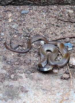 Image of Indian cobra