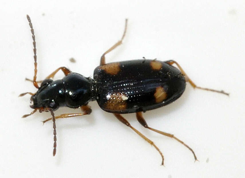 Plancia ëd Bembidion (Bembidion) quadrimaculatum (Linnaeus 1760)