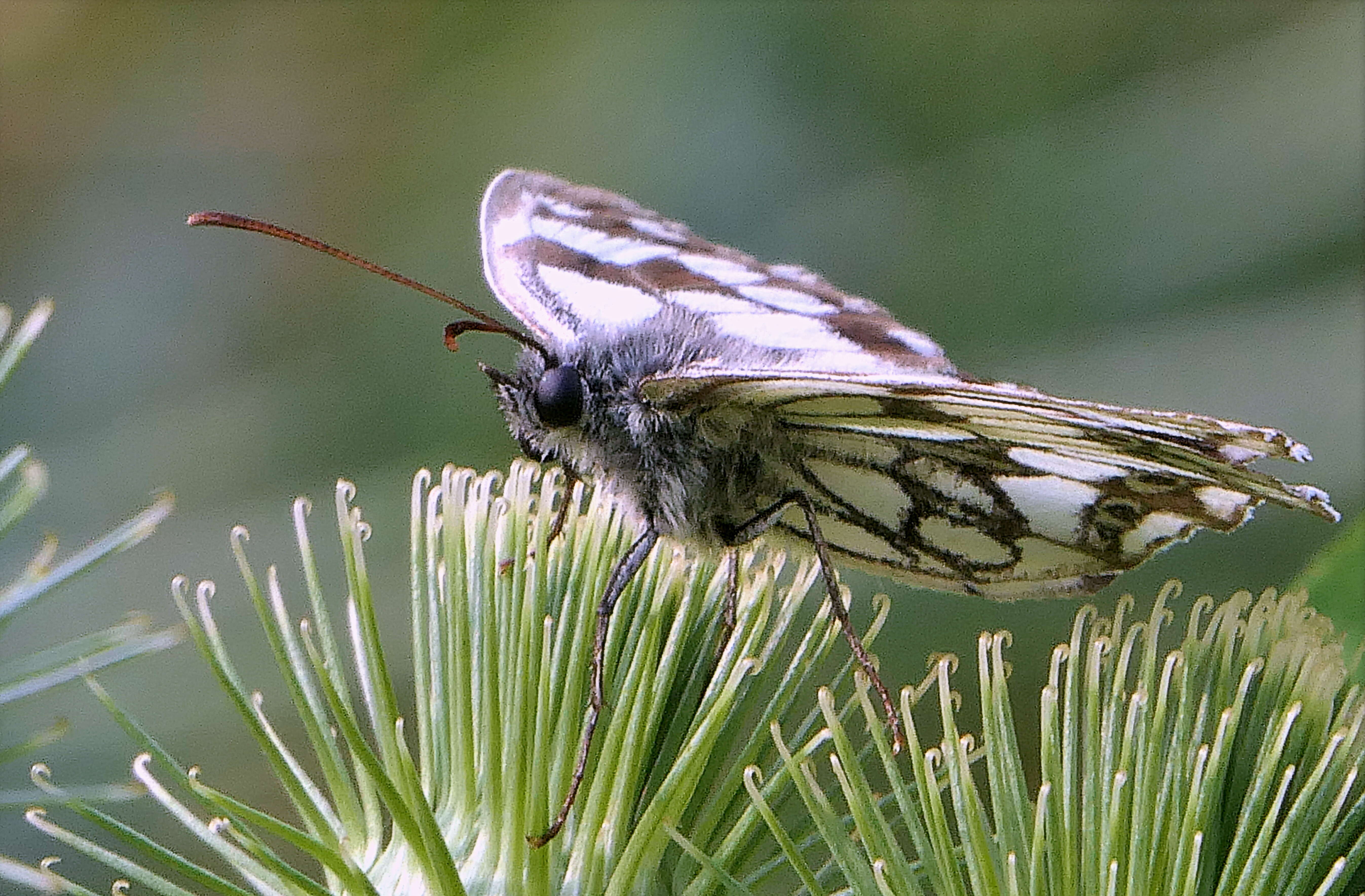 Image of marbled white