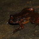 Image of Kalakad wrinkled frog