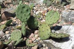 Image of Eastern Prickly Pear