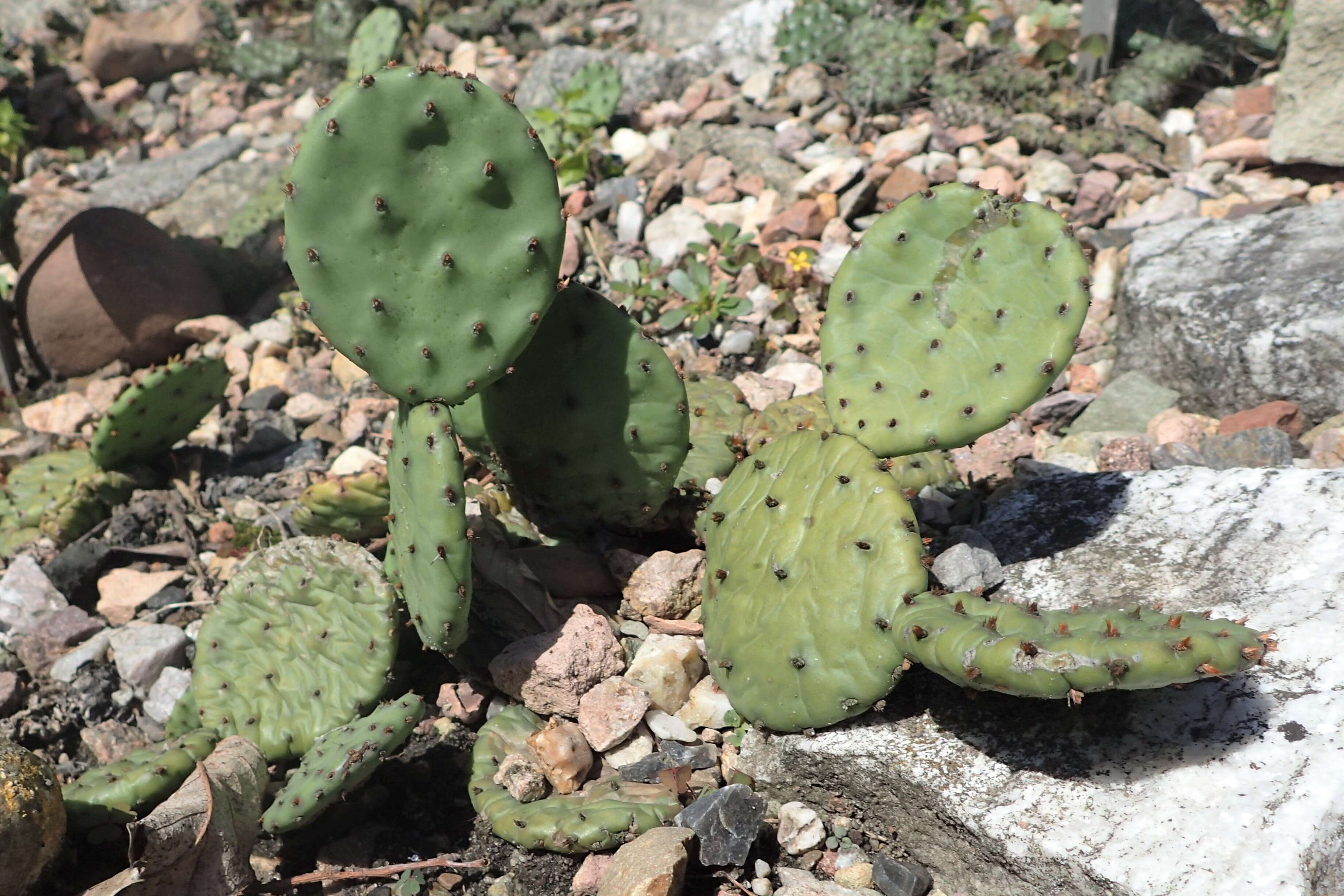 Image of Eastern Prickly Pear