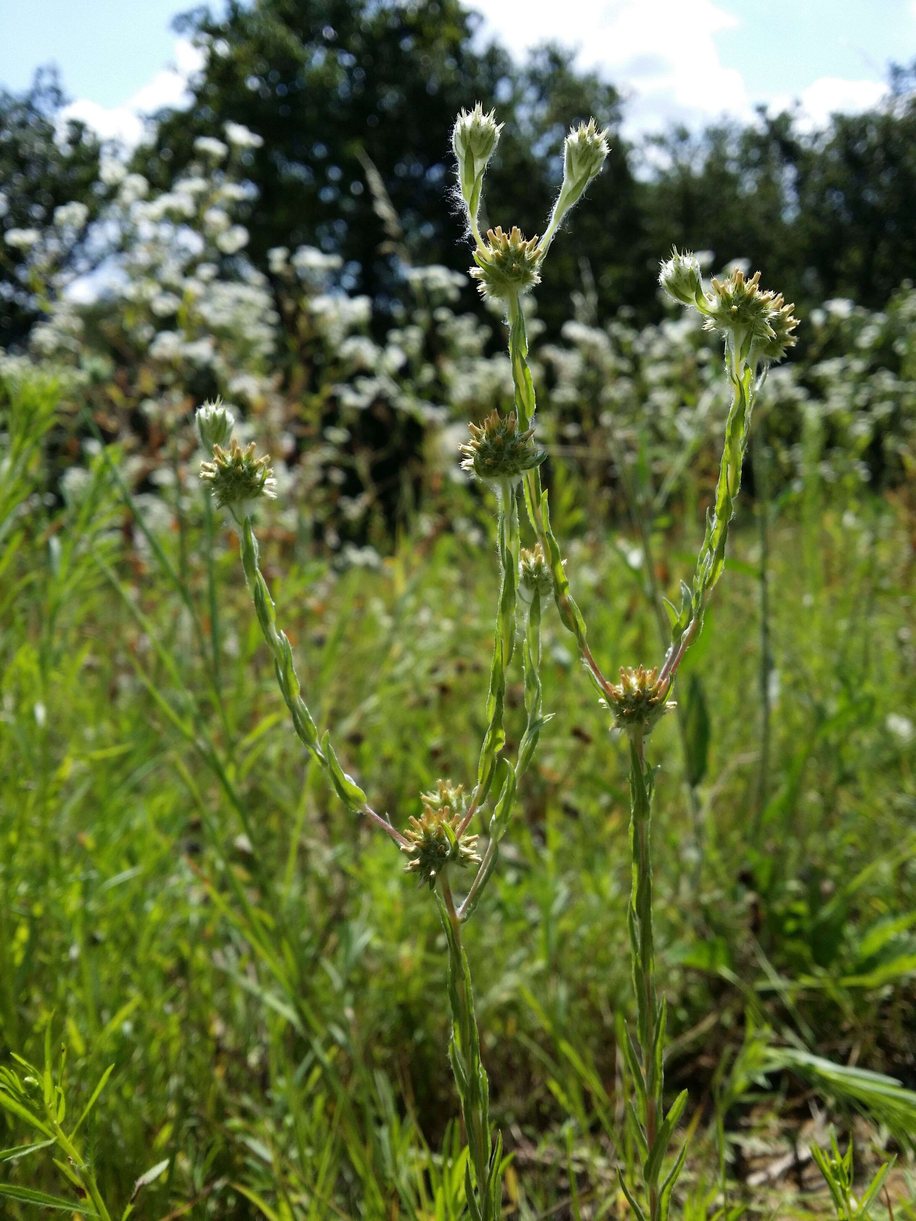 Image of common cottonrose