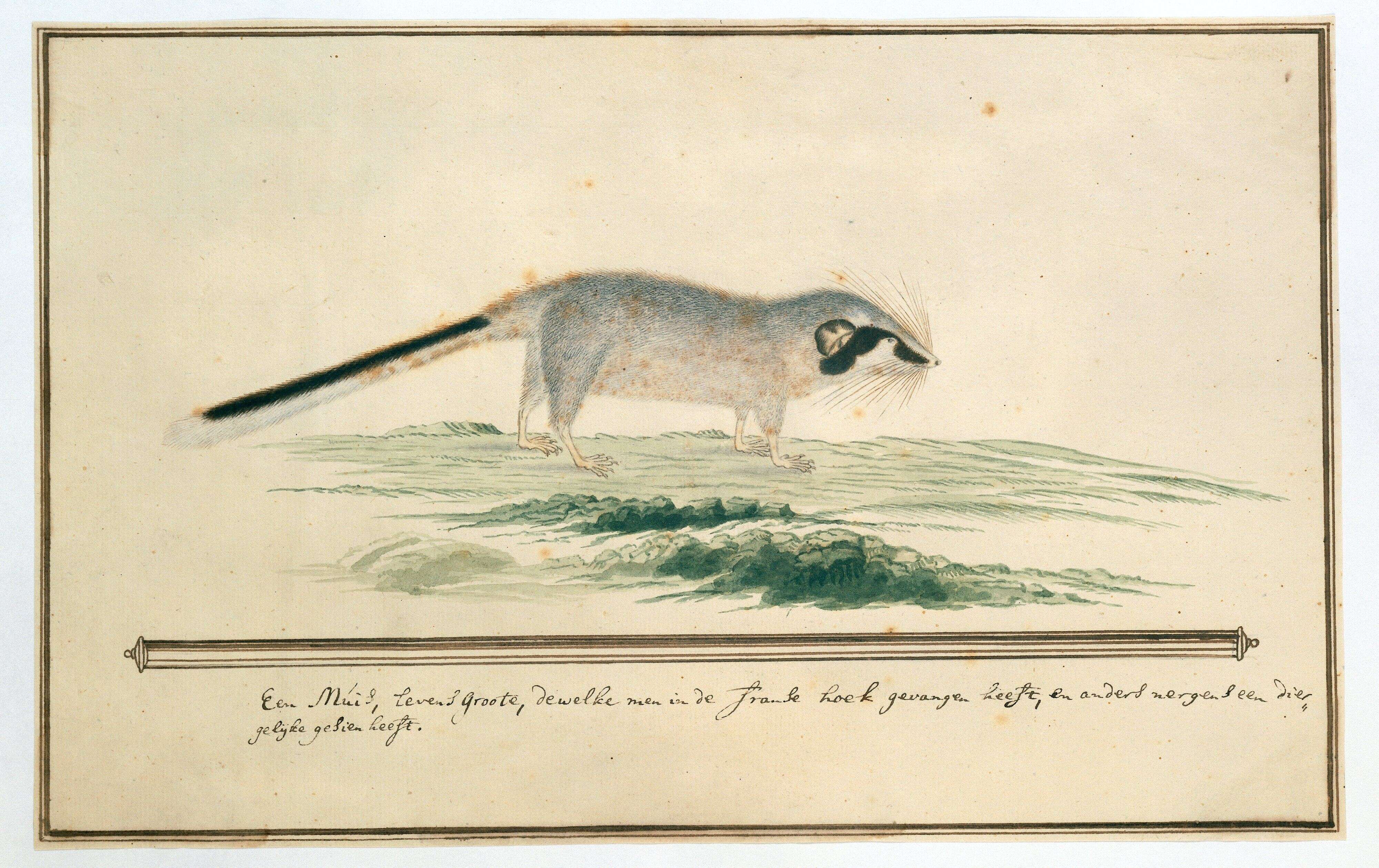 Image of Cape Dormouse