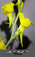 Imagem de Linaria genistifolia (L.) Mill.