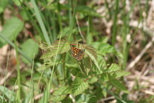 Image of Carterocephalus