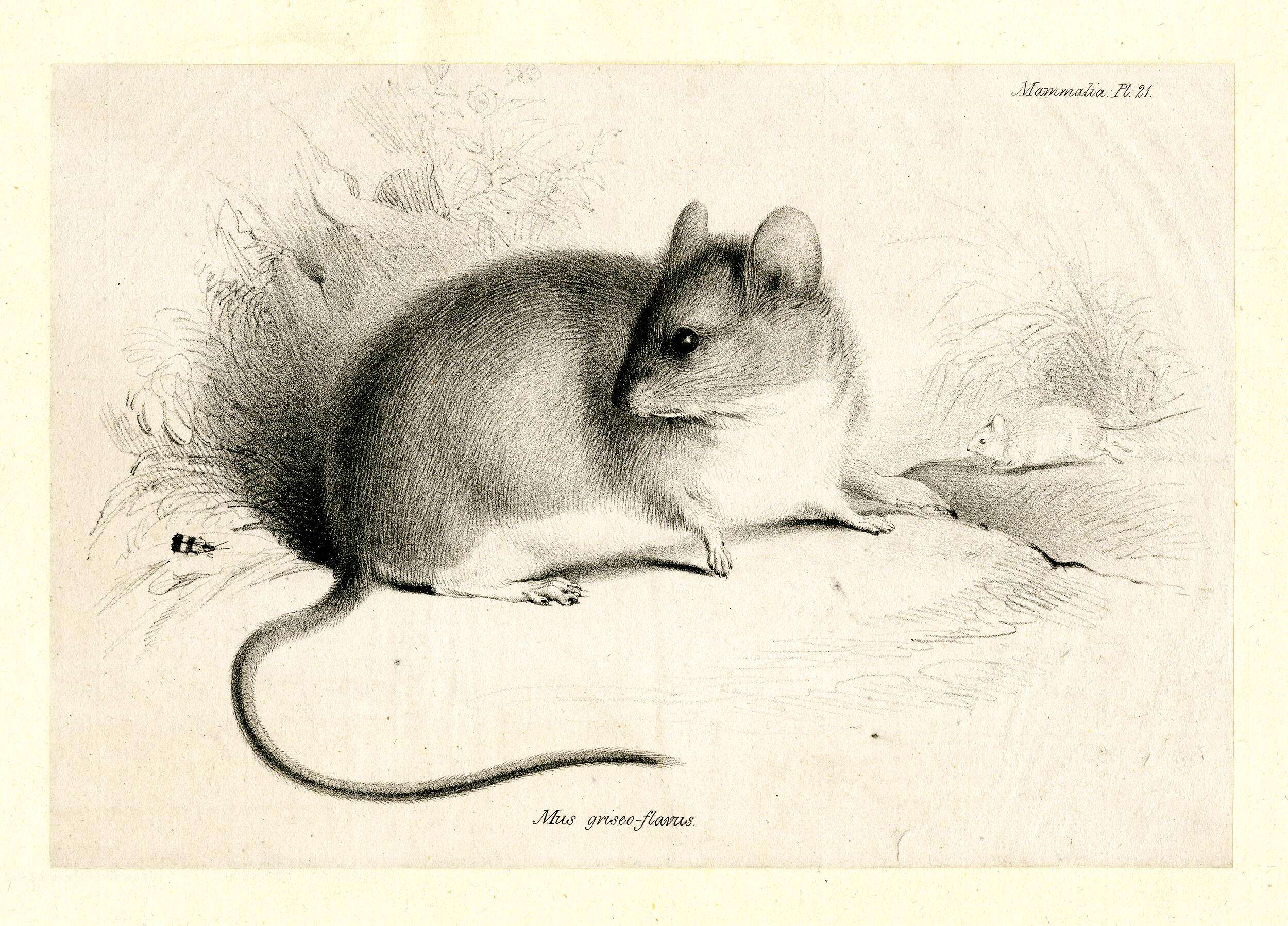 Image of Leaf-Eared Mice