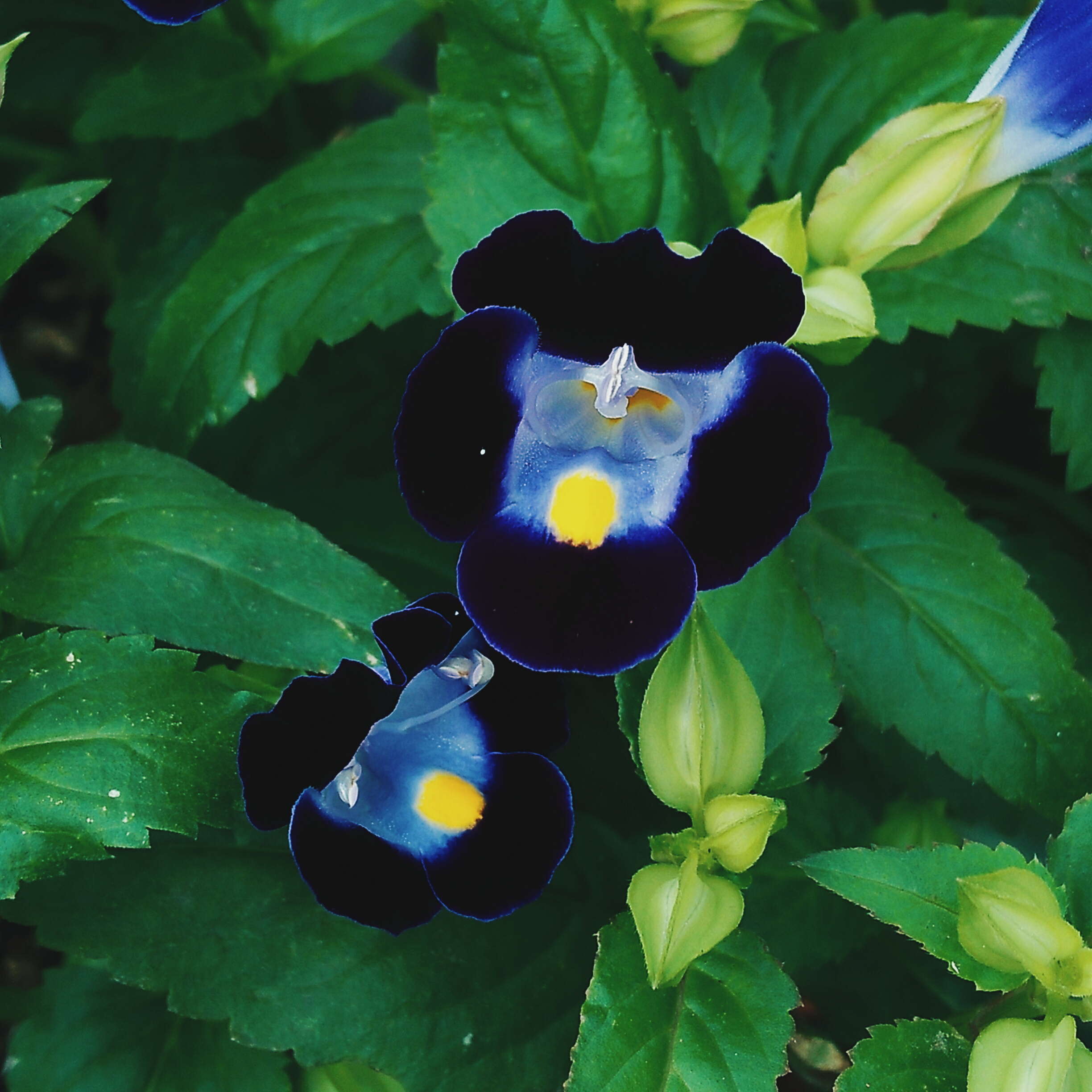 Image de Torenia fournieri Linden ex E. Fourn.