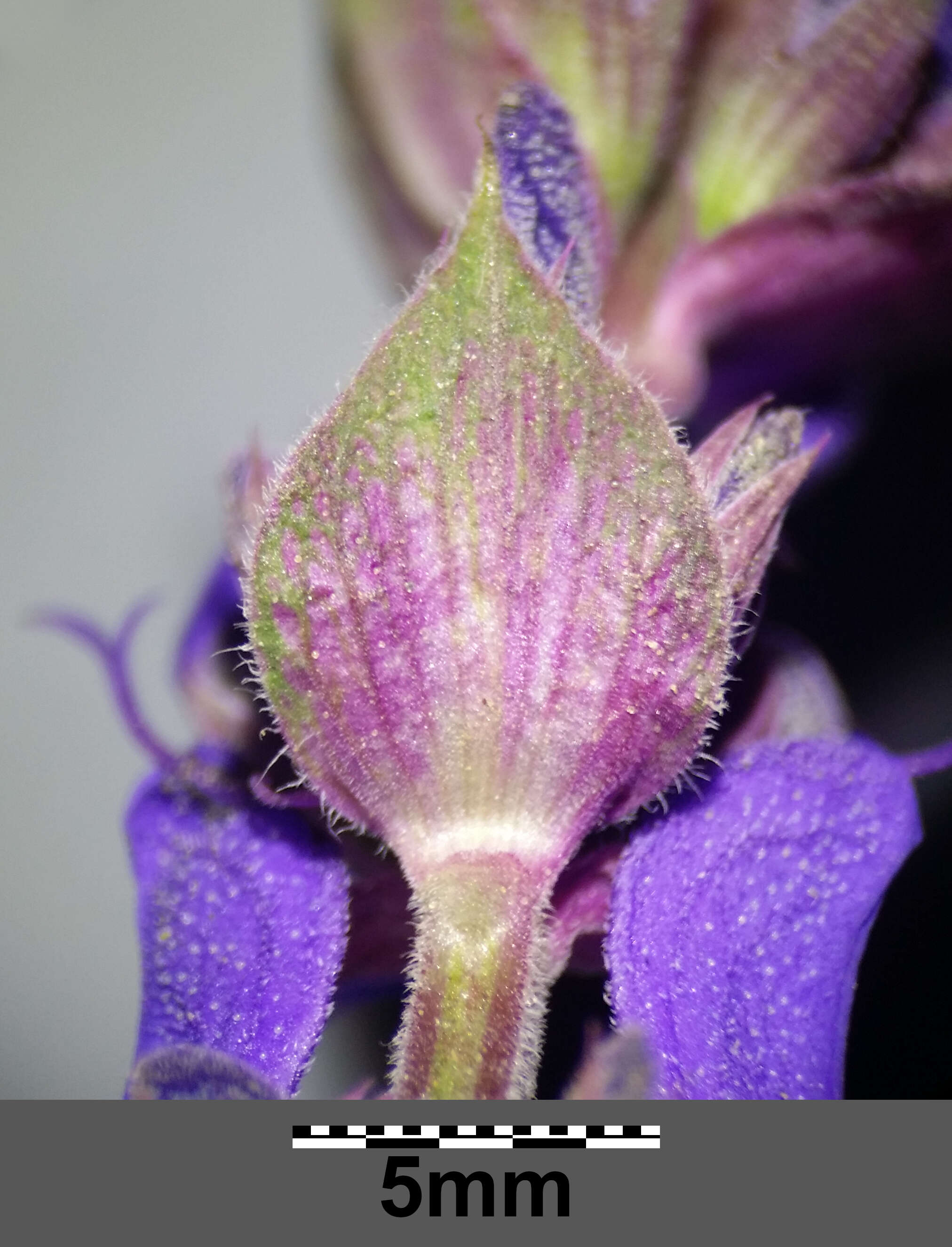 Imagem de Salvia nemorosa L.