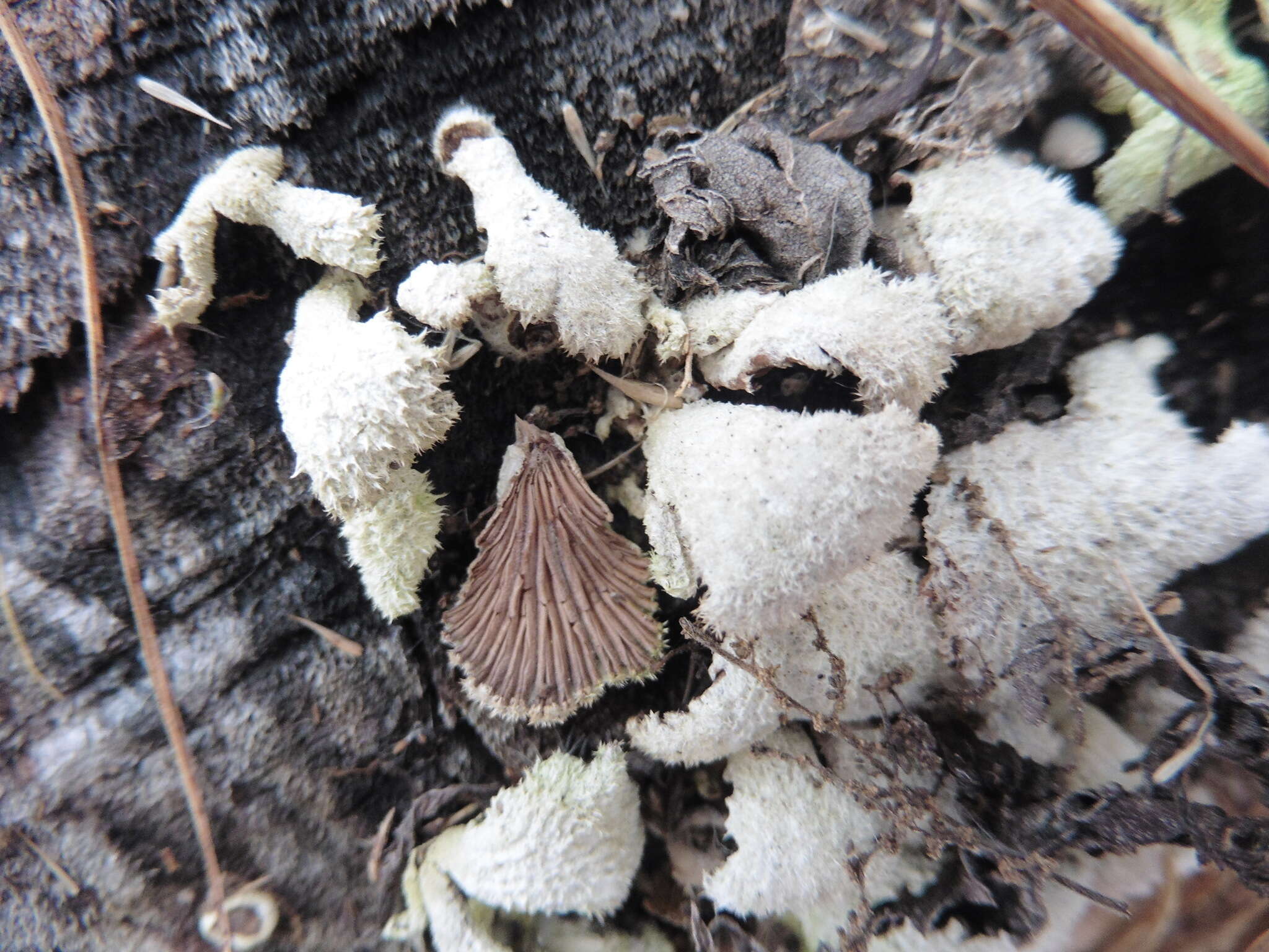 Image of Schizophyllum