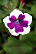 Image of petunia