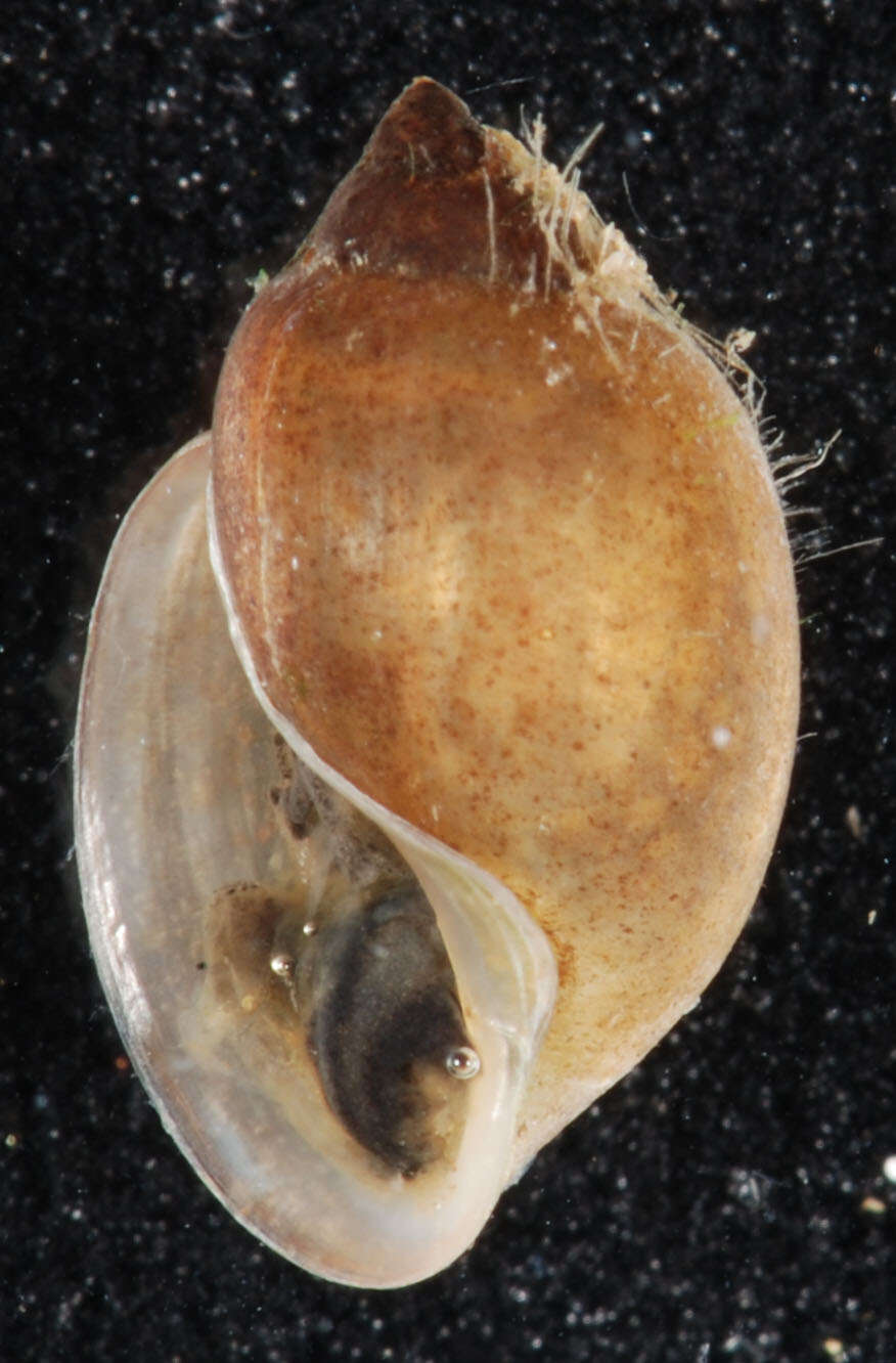 Physella acuta (Draparnaud 1805) resmi