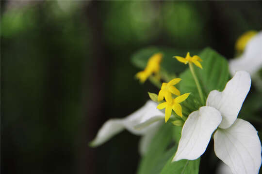 Image of Mussaenda pubescens Dryand.