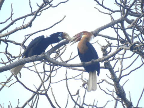 Image of Narcondam Hornbill