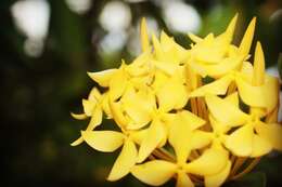 Image of ixora