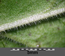 Image of Dotted Loosestrife